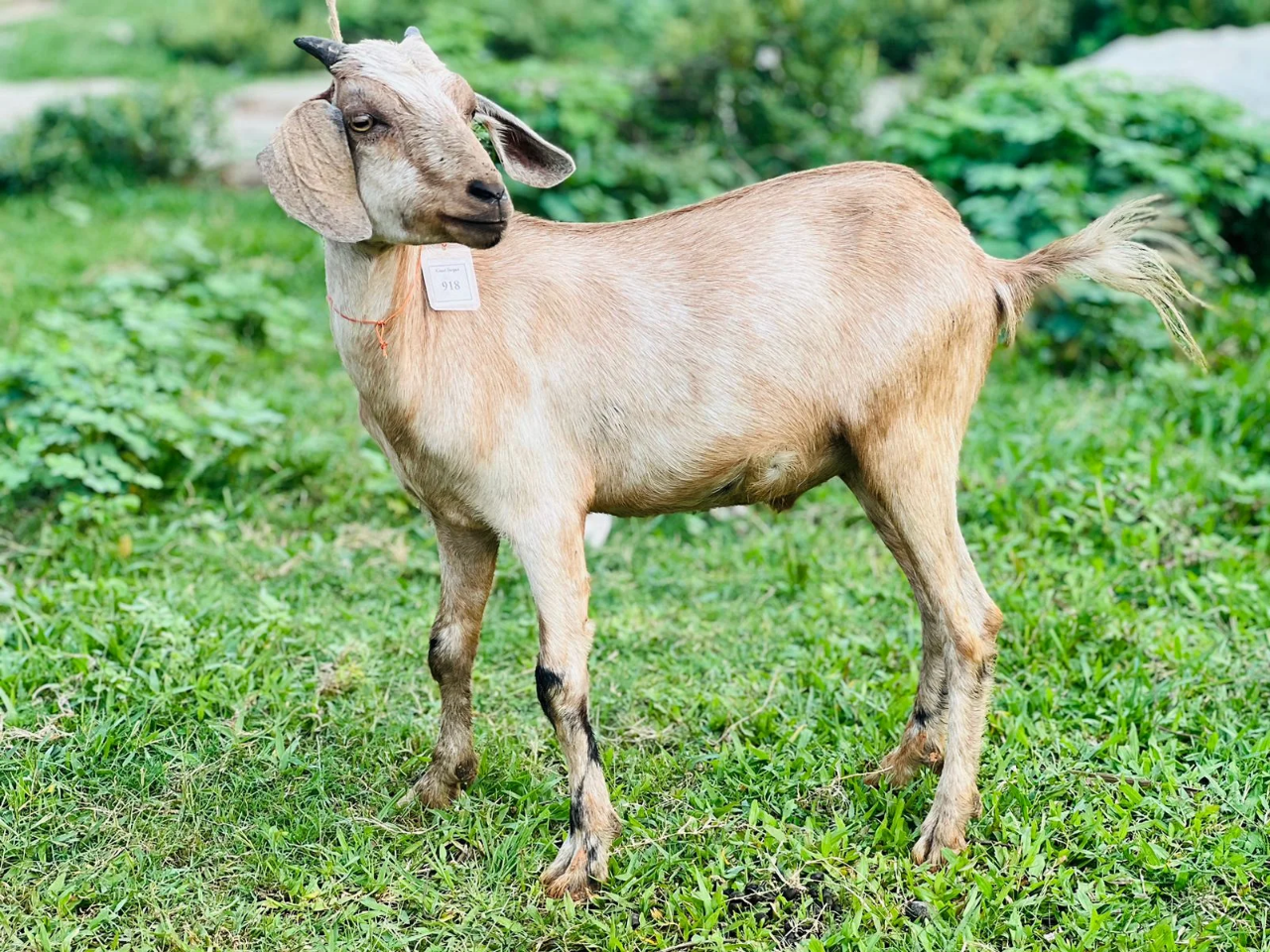 দেশী  ছাগল (15.6KG)   